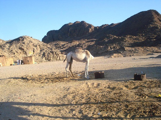 Фото безголового верблюда в бедуинской деревне