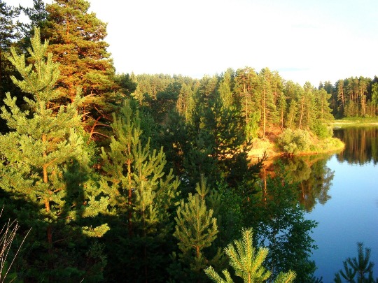 Фото живописного соснового леса на берегу озера в Нижегородской области