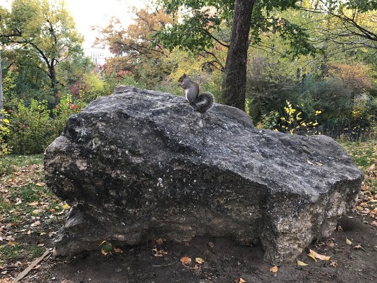 Фотография пушистой белки в центральном парке Нью-Йорка
