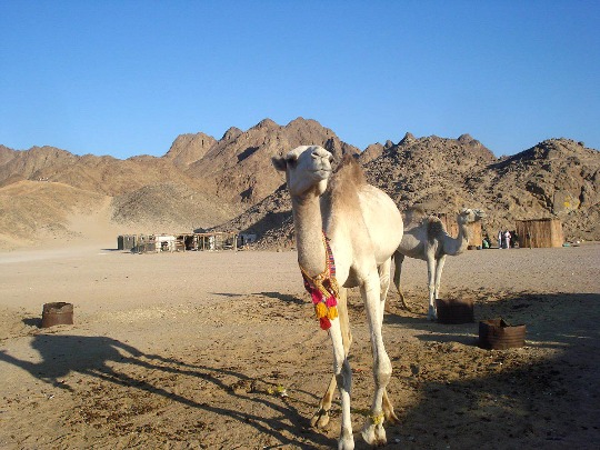 Фото одногорбых верблюдов в деревне бедуинов