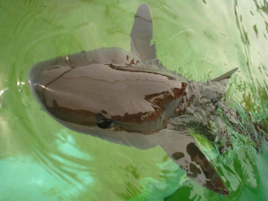 Фото средиземноморской акулы в аквариуме Турции