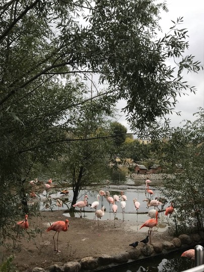 Фото грациозных фламинго на птичьем дворе Московского зоопарка