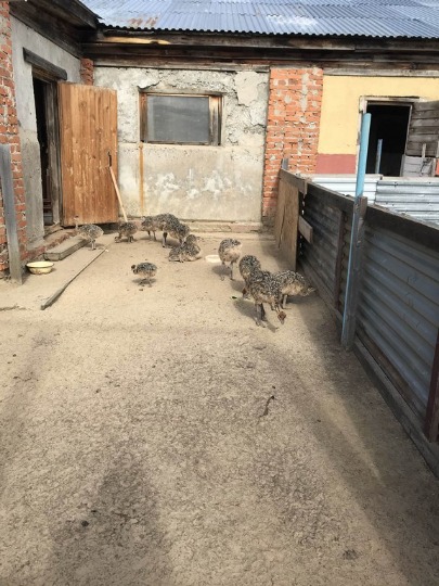 Фотография маленьких птенцов страуса в Макарьево