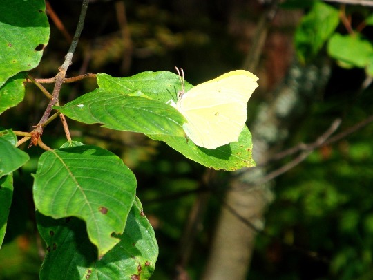 Фотография бабочки лимонницы на листе