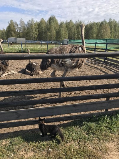 Фотография страусиной фермы в Макарьево