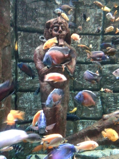 Фотография аквариума с обитателями Красного моря в океанариуме Турции