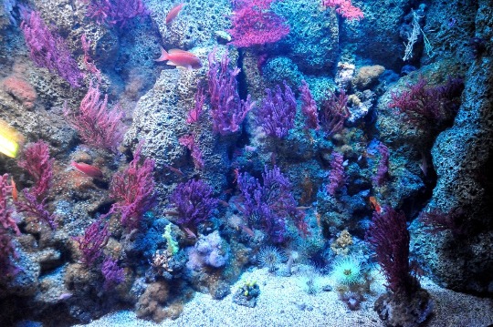 Фото кораллового рифа в морском аквариуме Генуи