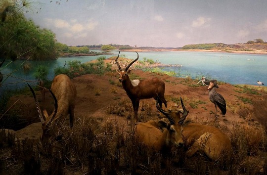 фото картины пейзажа дикой природы в музее Нью-Йорка