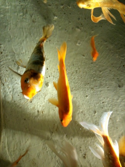 Фото золотых рыбок в океанариуме Антальи