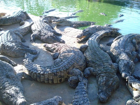 Фото крокодилов в парке Djerba Explore в Тунисе