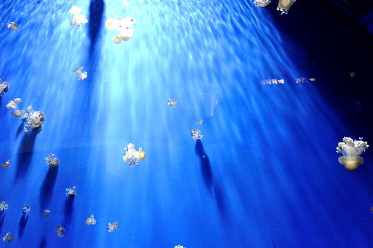 Фото подводного мира и медуз в аквариуме