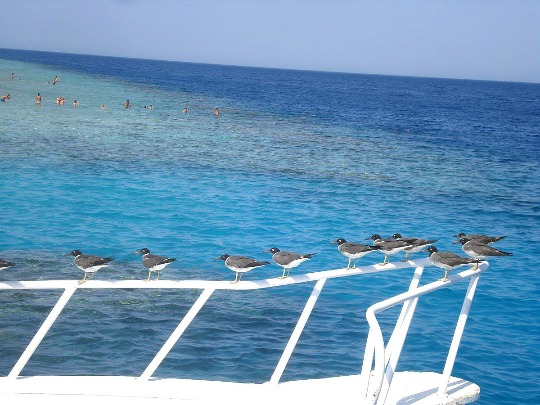 Фото с чайками в ожидании морской прогулки