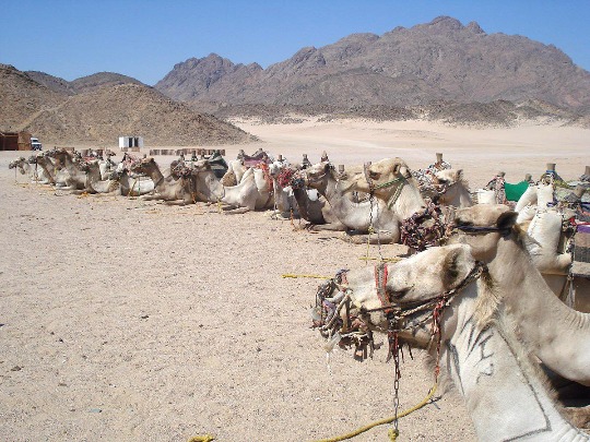 Фото верблюжьей парковки в пустыне Каира