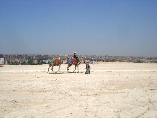 Фотография погонщиков верблюда в Каире