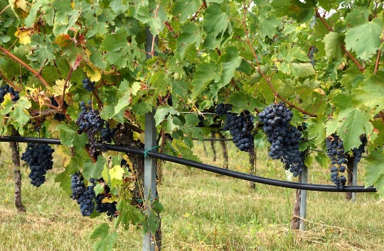 Фотография виноградных гроздей на плантациях в Италии