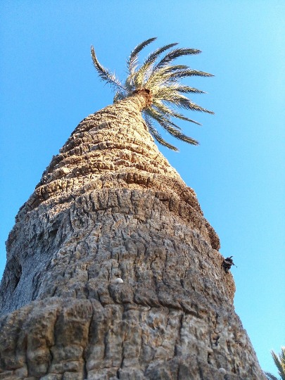 Фото неповторимого рисунка на коре пальмы в Тунисе