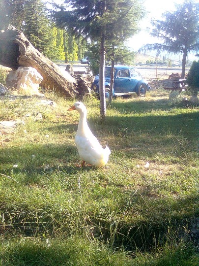 Фото одинокого гуся, гуляющего по двору в Турции