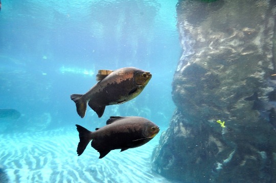 Фото пираньи в аквариуме Генуи