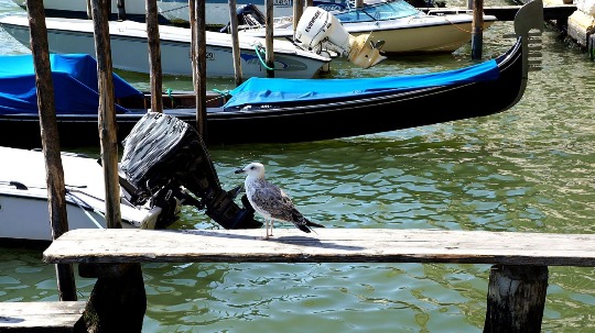 Фото чайки у причала в Венеции