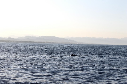 Фотография дикого дельфина на просторах красного моря
