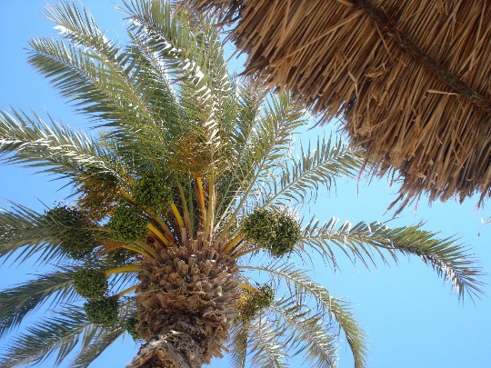Фото финиковой пальмы с плодами на пляже в Тунисе