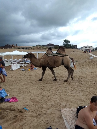 Фотография двугорбого верблюда на пляже Джемете