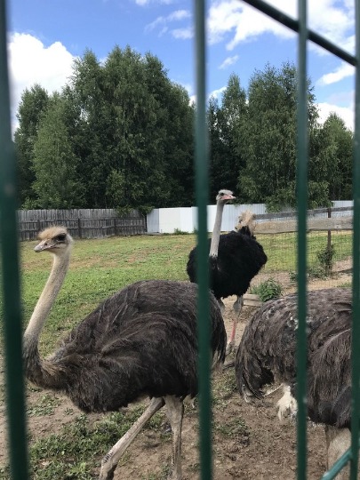 Фото на страусиной ферме в Макарьево