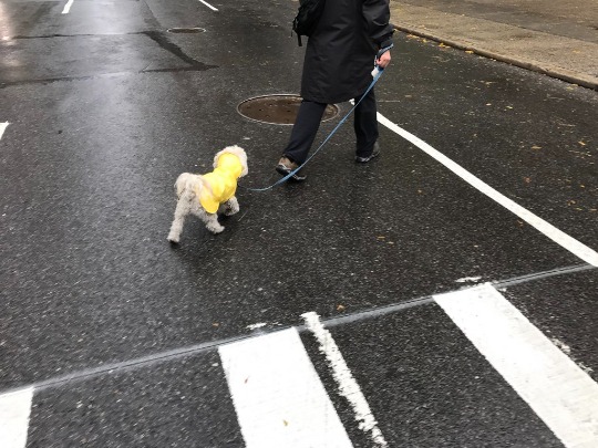 Фотография домашнего любимца гуляющего в дождливую погоду в Нью-Йорке