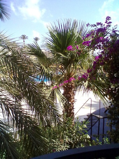 Фото пальм на территории тунисского отеля Eden Star