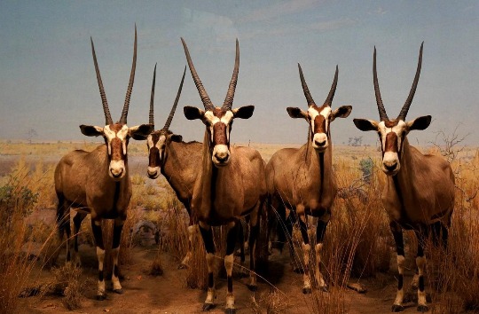 Диорама Африканская Саванна в американском музее естественной истории