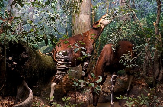 Фото картины с антилопами Окапи в музее Нью-Йорка