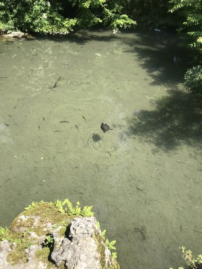 Фотография с плывущей черепахой в Милане
