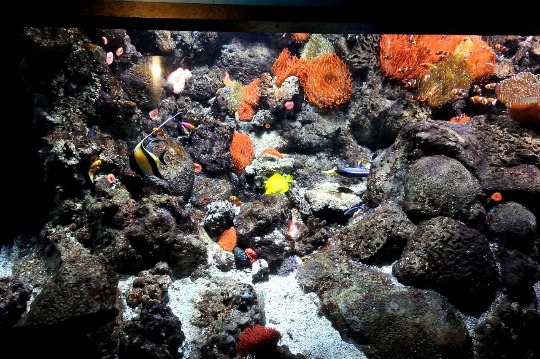 Фото рифовых рыб в аквариуме Генуи