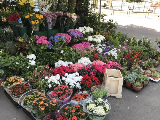 Фотография на цветочном рынке Милана