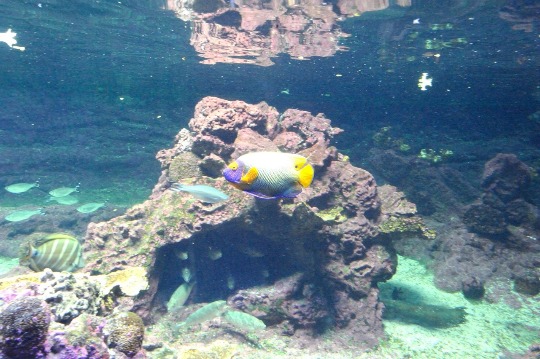 Фото рыбы ангела в морском аквариуме в Генуе
