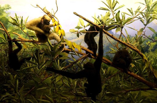 Тропические приматы на диораме в музее Нью-Йорка