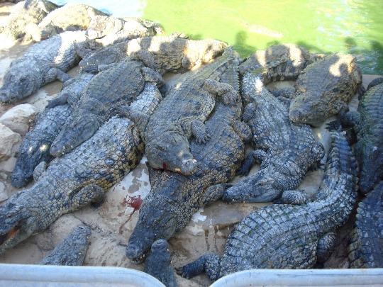 Фотография нильских крокодилов на ферме в Тунисе