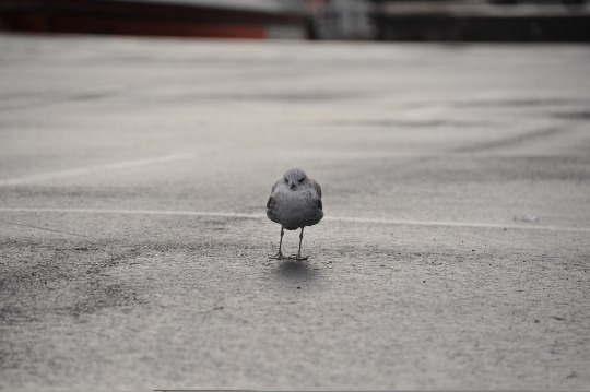 Фото чайки на набережной в Хельсинки (1)