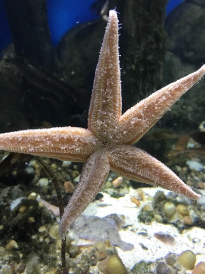 Фотография морской звезды в аквариуме московского океанариума