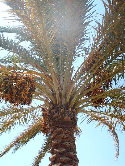 Фотография финиковой пальмы на пляже Хургады