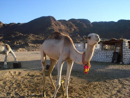 Фото домашнего верблюда в бедуинской деревне