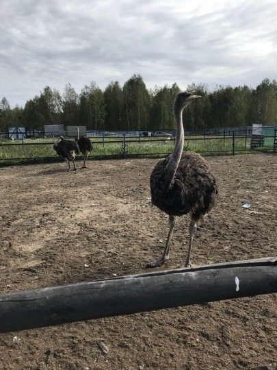 Фотография гуляющих страусов на ферме в Макарьево