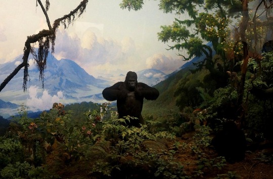 Фото диорамы с горными гориллами в музее естественной истории в Нью-Йорке
