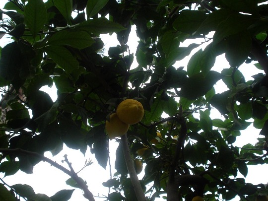 Фото растущих лимонов на территории отеля в Турции