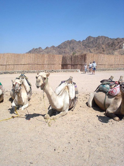 Фотография отдыхающих верблюдов в деревне бедуинов