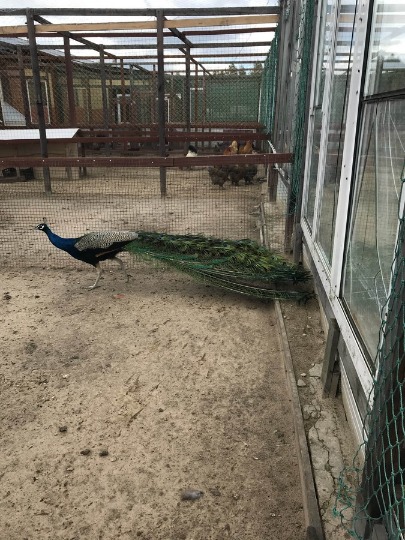 Фото гуляющего павлина на птичьем дворе