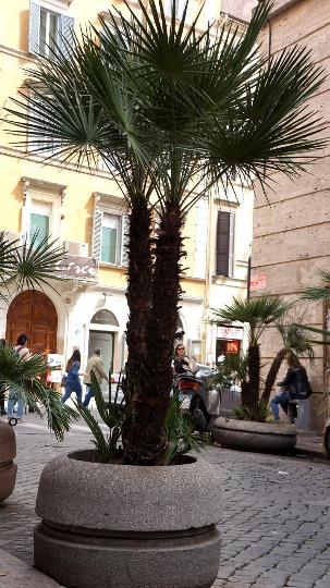Фотография пальмы на центральных улицах Рима
