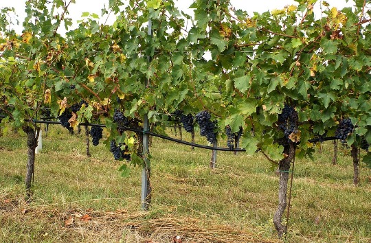 Фото итальянских виноградников в районе озера Гарда