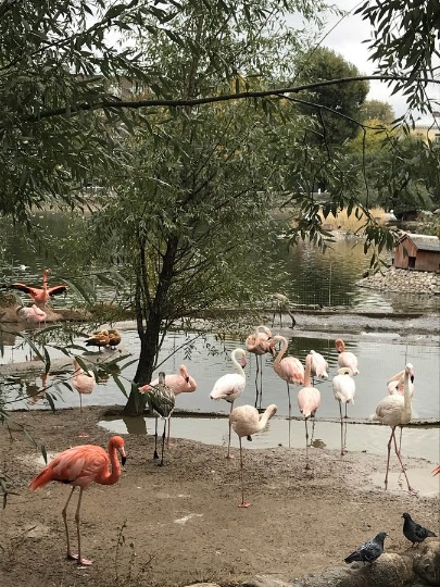 Фотография розовых фламинго из Московского зоопарка
