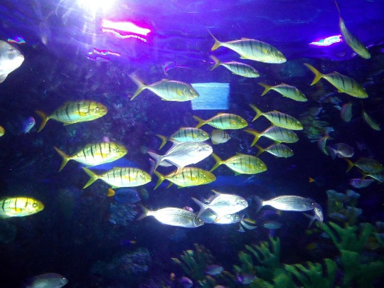 Фотография стаи рыб в океонариуме Аланьи